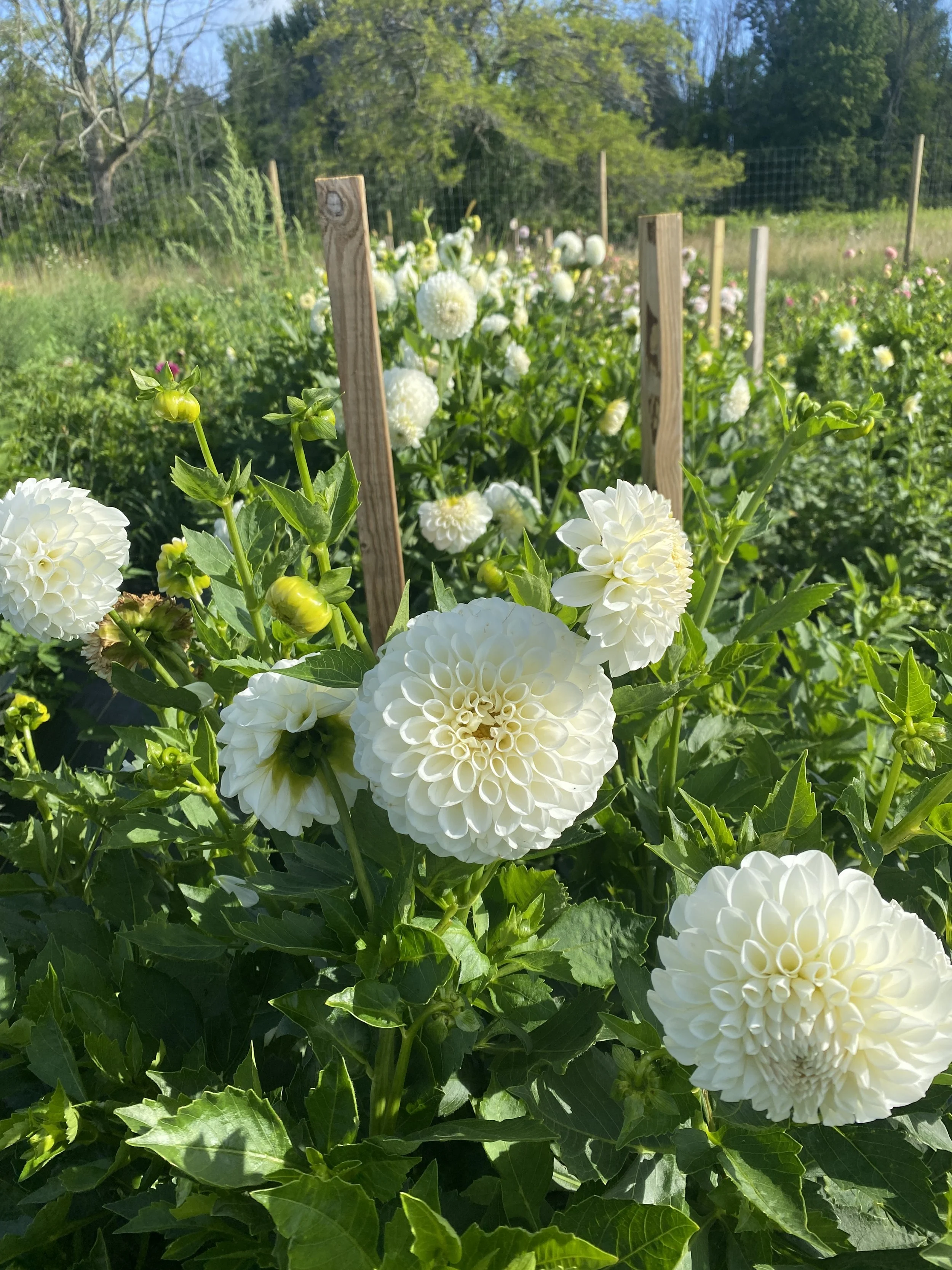 Brookside Snowball Dahlia Tubers for Sale — Heirloom Soul Florals